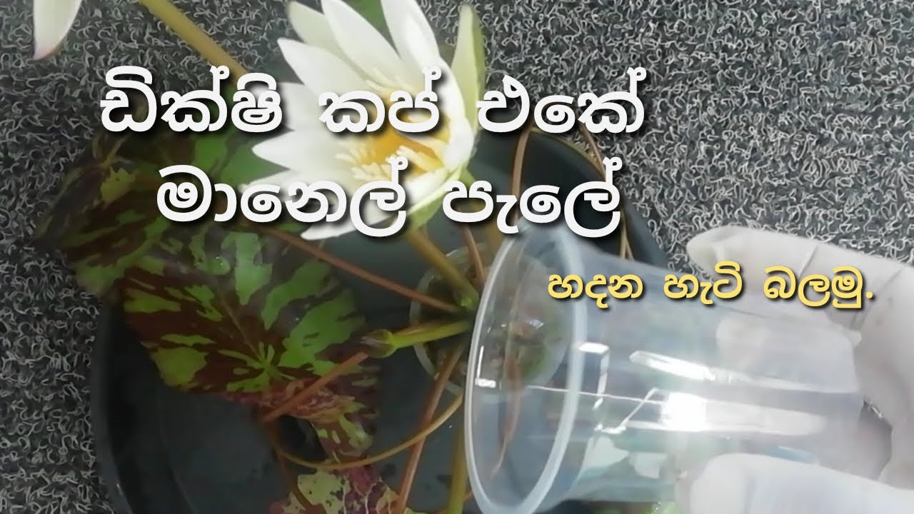 ✔ ඩික්ෂි කප් එකේ මානෙල් මල්|How to grow a waterlily in a small container|මානෙල් මල් රහස්