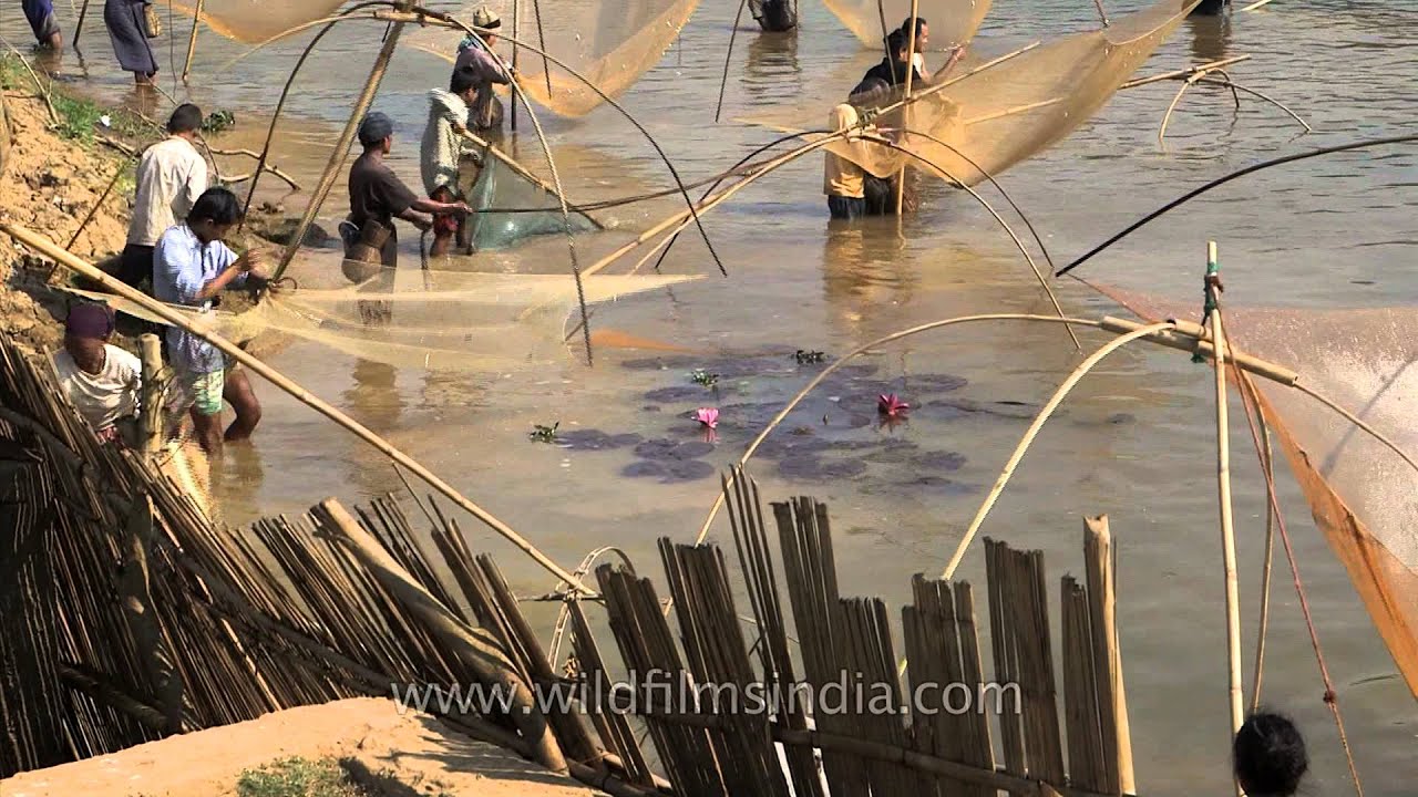 Community fishing in Assam during Bihu festival