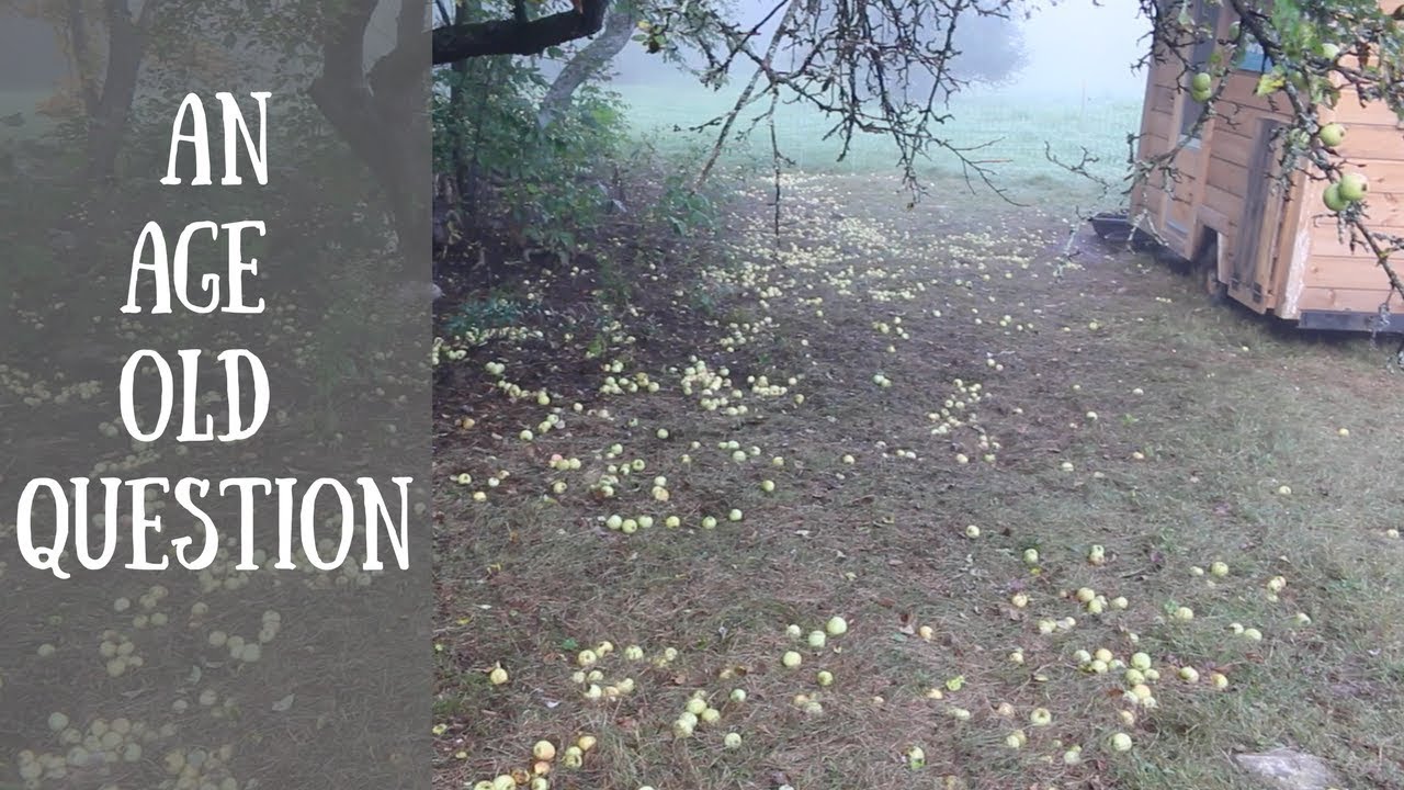 How Many Apples are too MANY~ Modern Steader Update