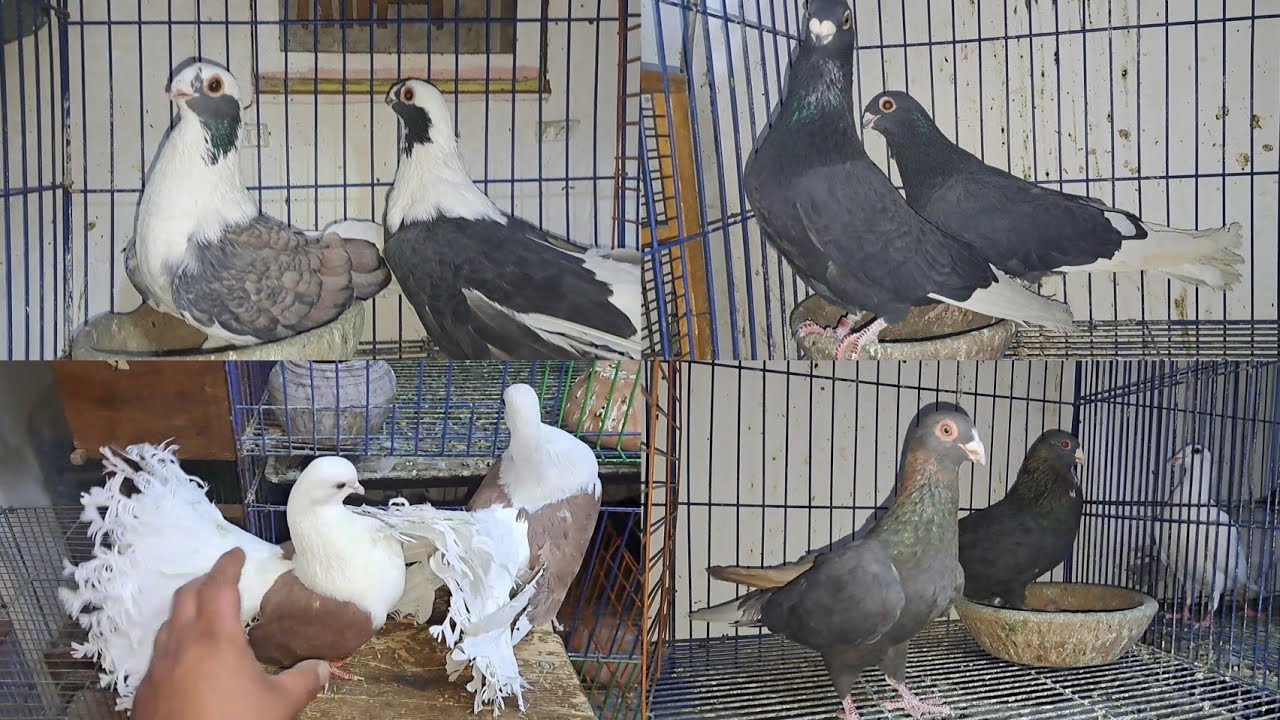 فديو جديد من محل الصقر بحلوان واحلي قصوص وفردانيات وزغاليل والأسعار جميله جدا والله #abdo_saker