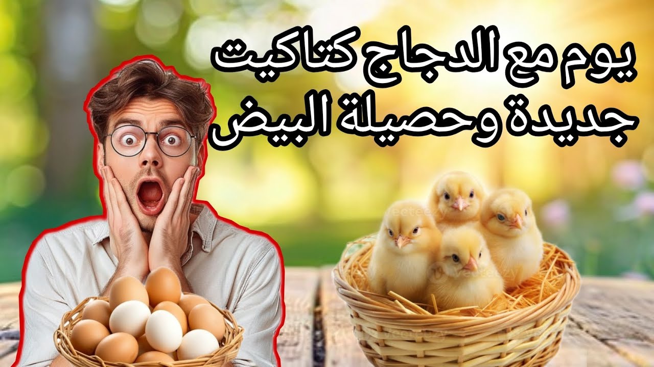 🐔🔥 شوف بعينيك! من البيض للكتاكيت 🥚➡️🐥 تجربة تفقيس حقيقية