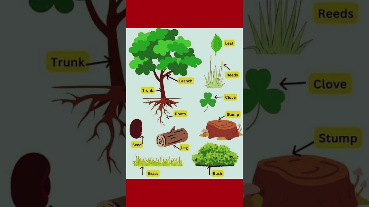 Parts of Tree 🎄 #shortsvideo #viralvideoshorts #education #english