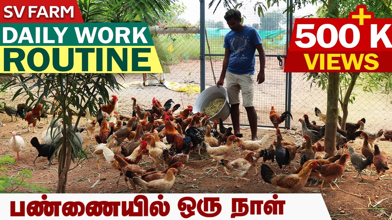 நாட்டு கோழி பண்ணையில் ஒரு நாளைக்கு இவ்வளவு வேலைகள் இருக்கா? | Farming Business | SVFarm | 9786872129