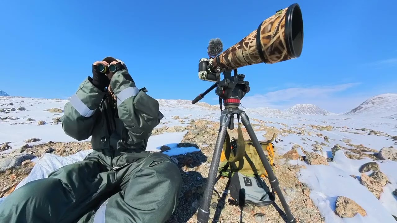 Kratlusk i Nordøstgrønland - Moskusokse 72