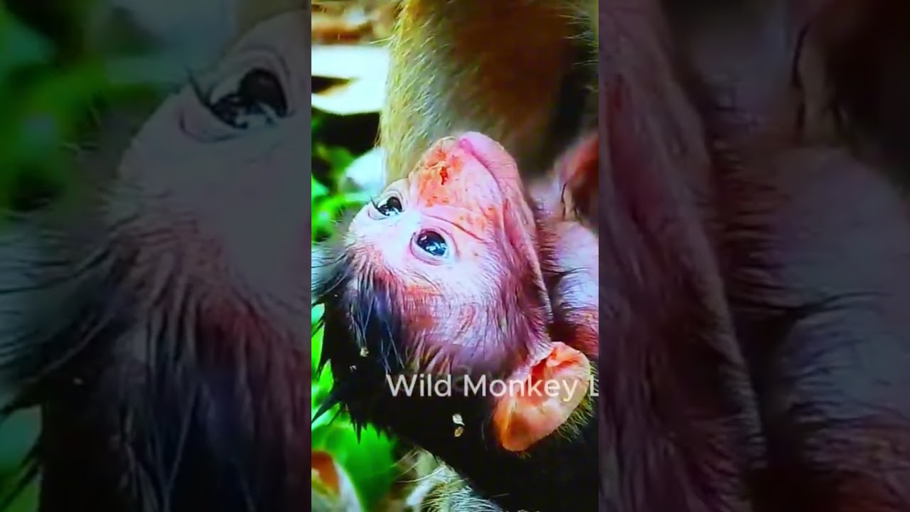 Beautiful Newborn Baby Monkey Just Born.