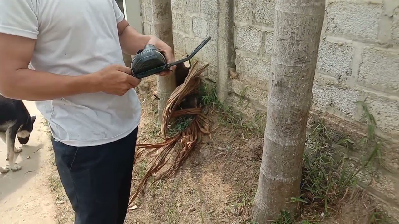 Tét Guốc trèo Cau hàng thu ra thu vào cho bác khách ở Thanh hóa. liên hệ sđt:0344141056👍