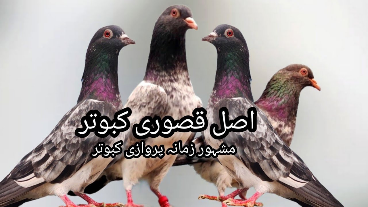 Kasuri kamanger 💯% peur kabooter + mistri din walay missey kabooter high quality