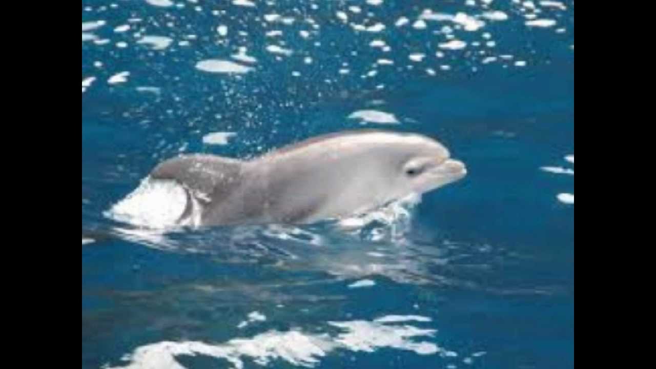 Flora y Fauna de Canarias