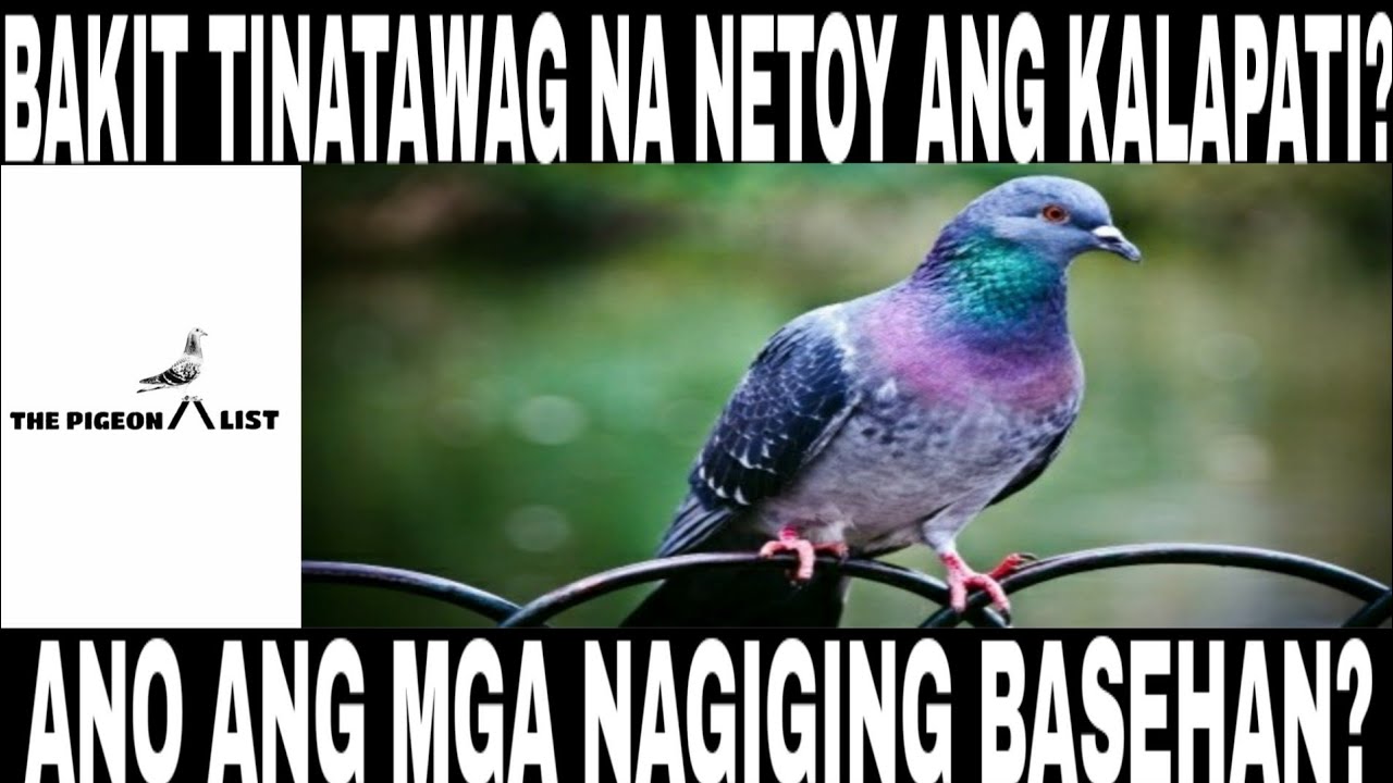 BAKIT SINASABING NETOY ANG ISANG PANGIT NA KALAPATI? ANO ANG MGA NAGIGING BASEHAN? | The Pigeonalist