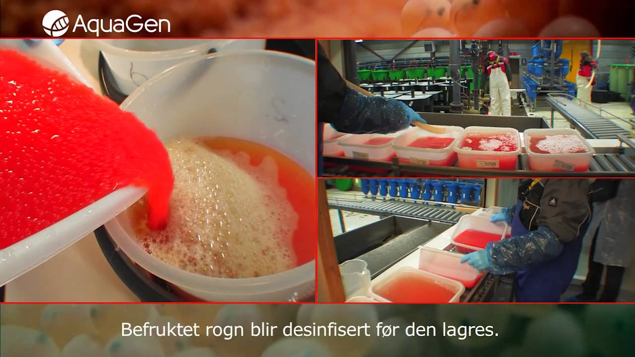 AquaGen(kort versjon)