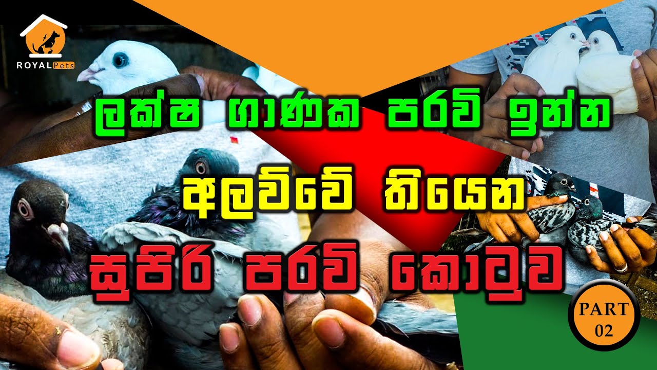 ලක්ෂ ගානක පරවි ඉන්න අලව්වේ තියෙන සුපිරි පරවි කොටුව PART 02