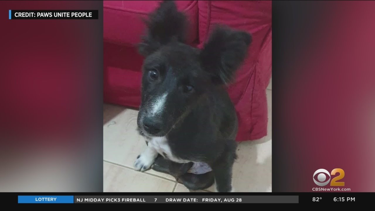 Long Island Animal Rescue Group Trying To Help Paralyzed Dog Stuck At JFK Airport