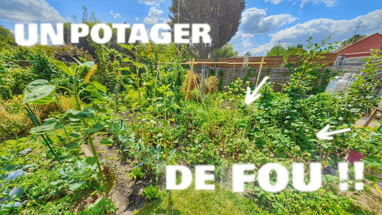 EXCEPTIONNEL AU NORD !! Suivi du Petit Potager début Juillet au