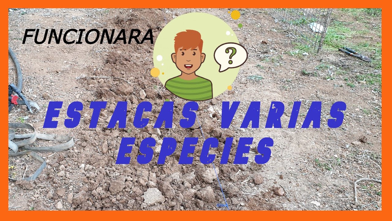Estacas para BONSAI directas en suelo 🌳🤞🏻