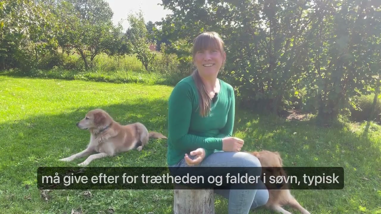 Er aktivering løsningen på hundeadfærdsproblemer?