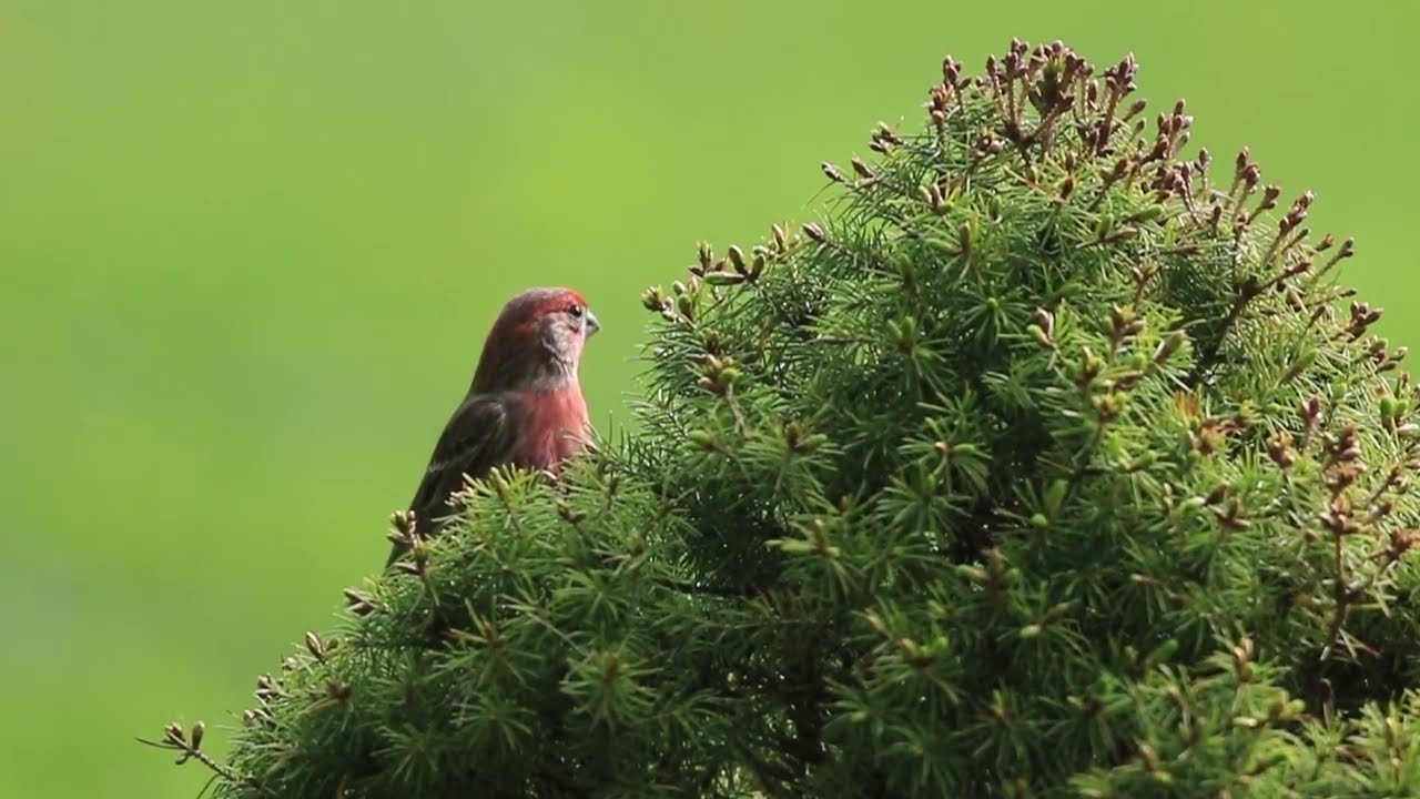 The Tale of Mr.  and Mrs.  House Finch