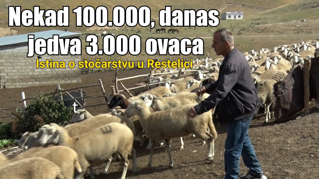 Nekad 100.000, danas jedva 3.000 ovaca – Istina o stočarstvu u Restelici