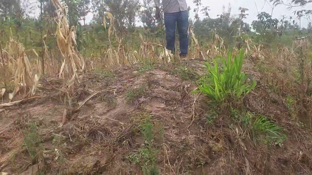 isambu igurishwa mu karere ka kamonyi umurenge wa nyamiyaga size 12000sqm uyikeneye plz 📞 0788796038