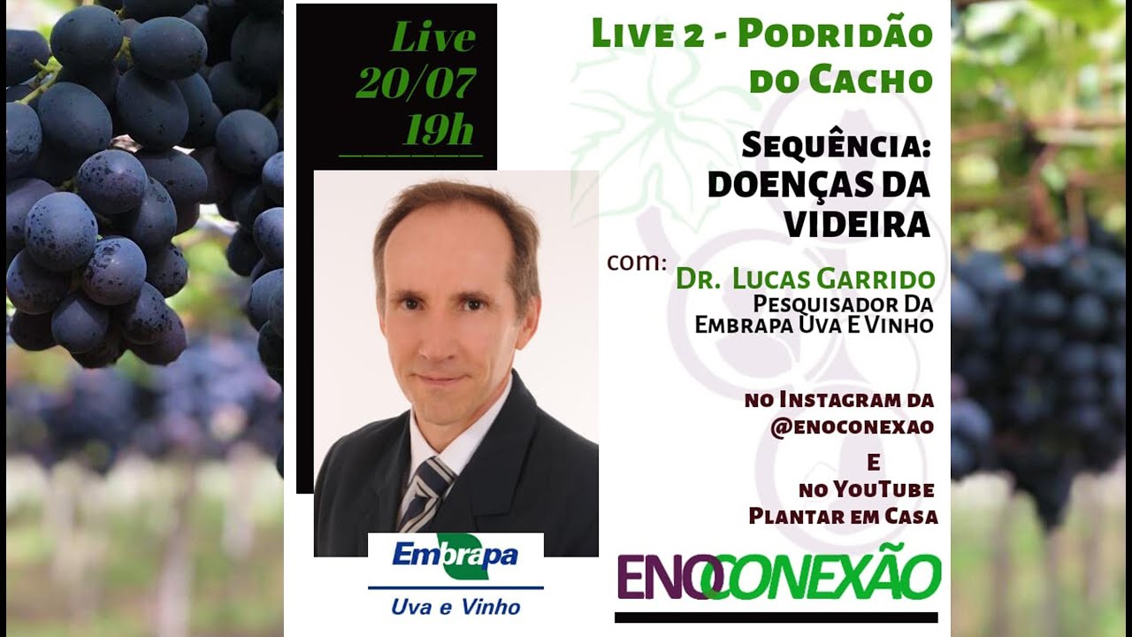Live Manejo das Podridões do Cacho da Videira com Lucas Garrido