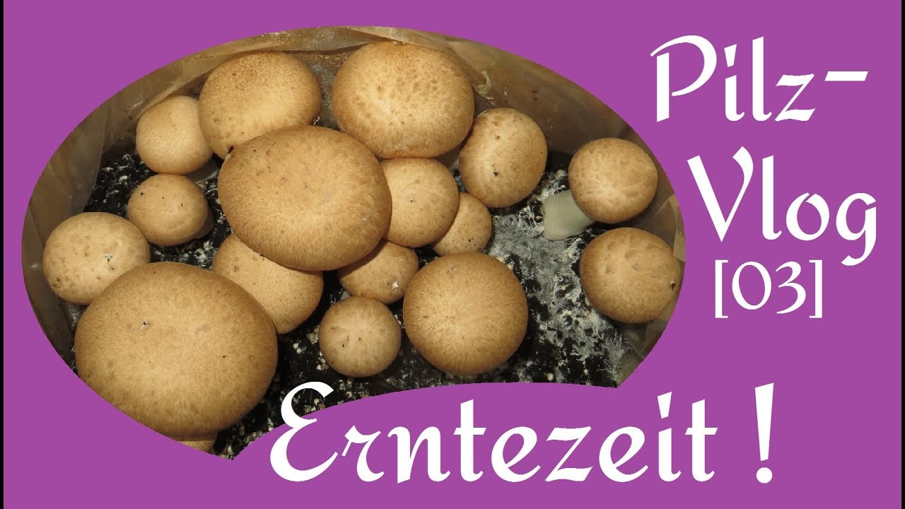 Pilz-Vlog [03] - Erntezeit! | Champignonzucht