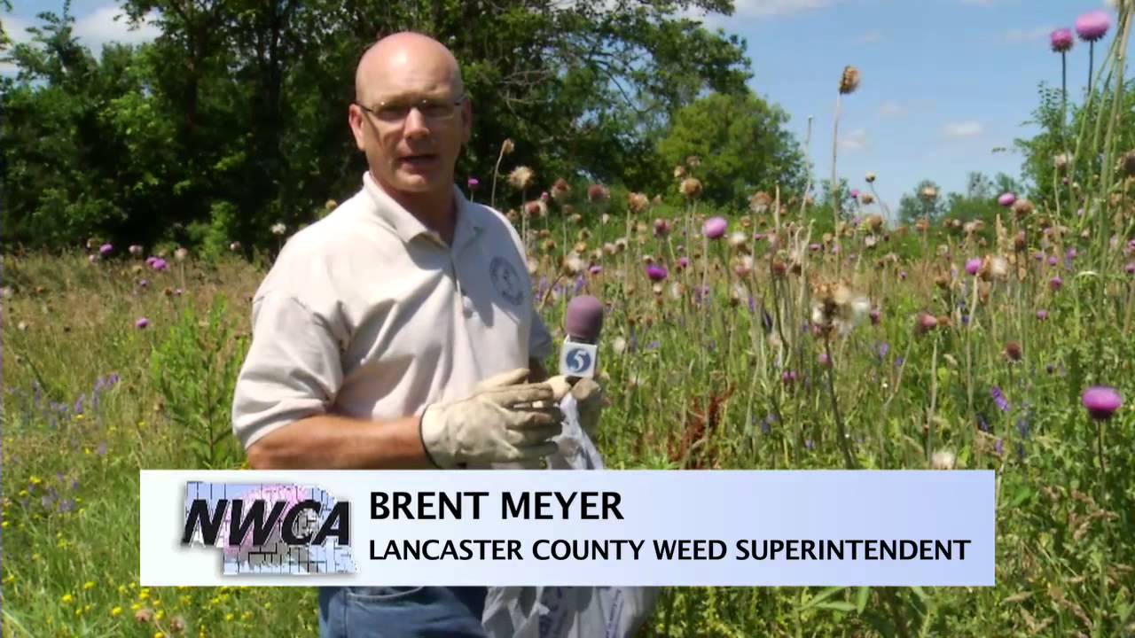 Lancaster County Weed Control Authority: Musk Thistle