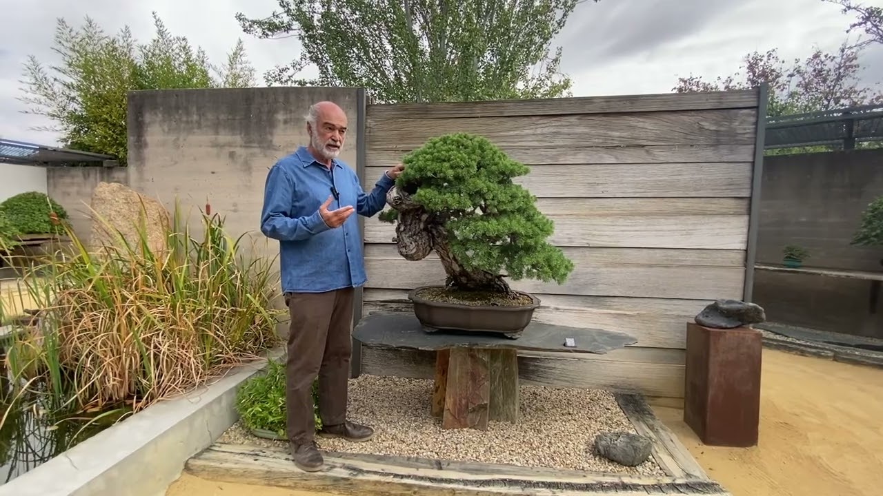 Bonsai techniques: Bonsai styles for specific Bonsai tree species by Luis Vallejo