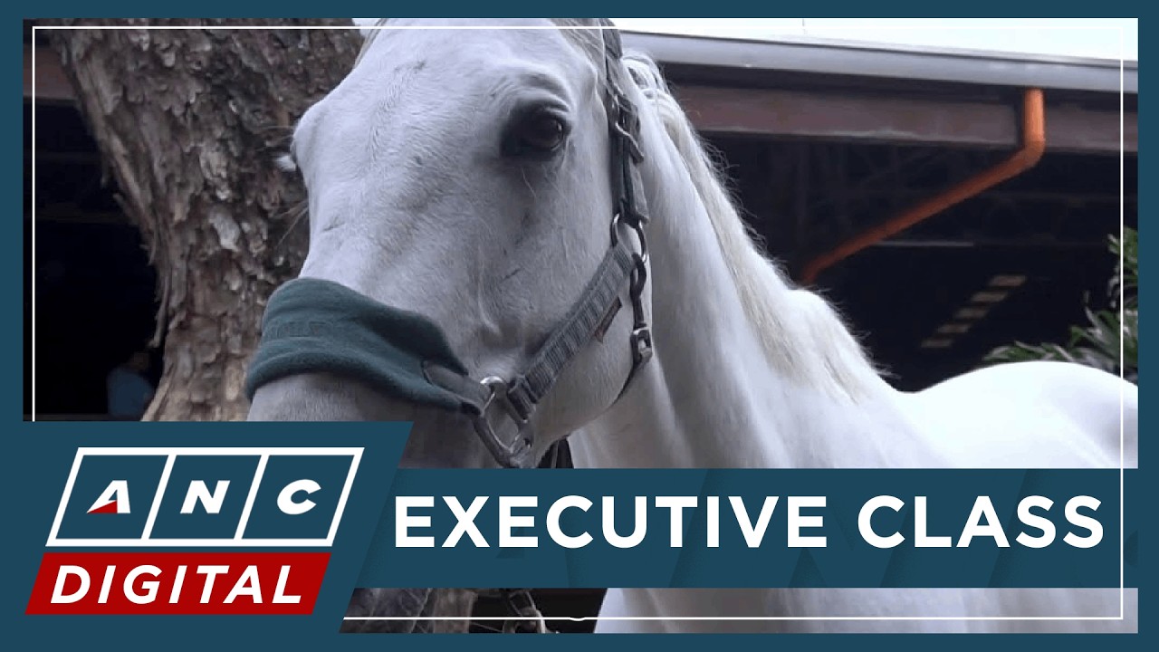 Executive Class: Gallop into the Year of the Fire Horse with strength & good fortune! | ANC