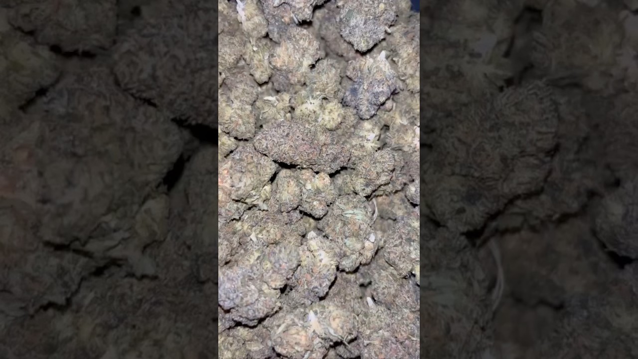 Blueberry runtz 💙🫐😶&zwj;🌫️