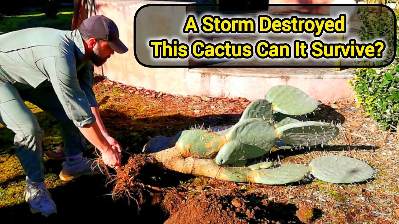 The Wind Ripped This Cactus Out… I Tried to Save It