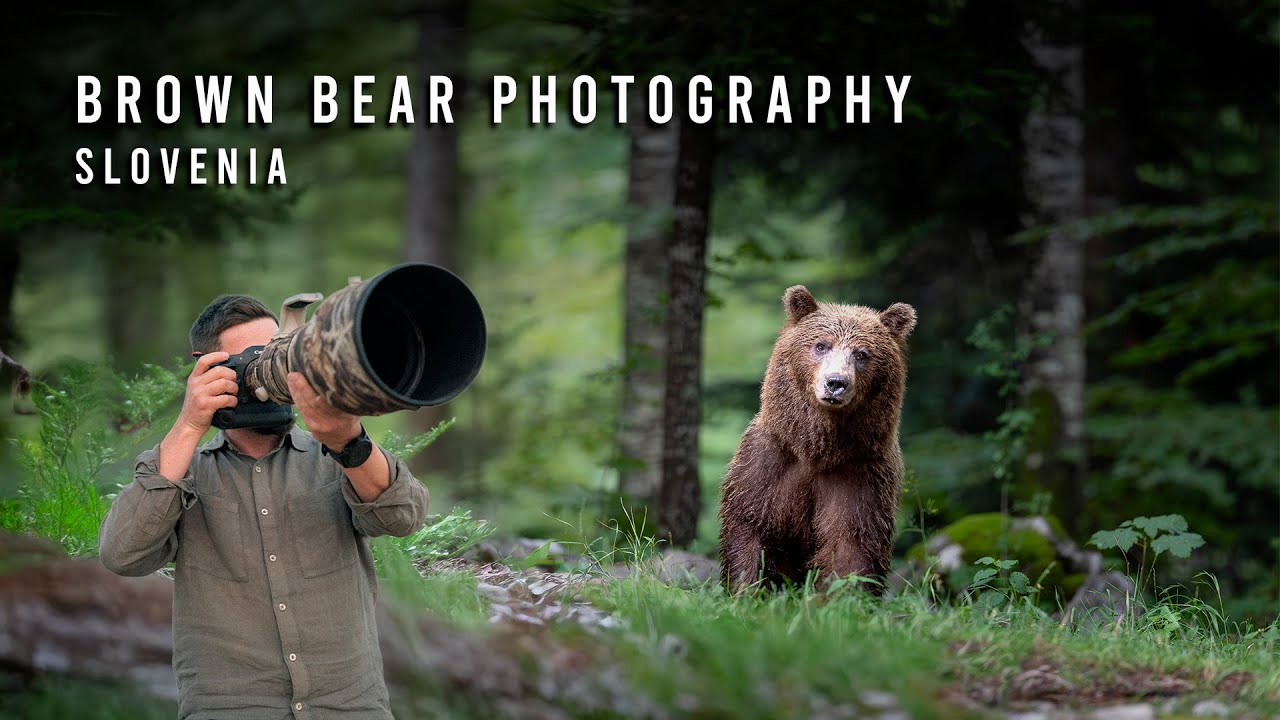 I Photographed 6 Brown Bears From a Hide &ndash; Slovenia Wildlife Photography Adventure