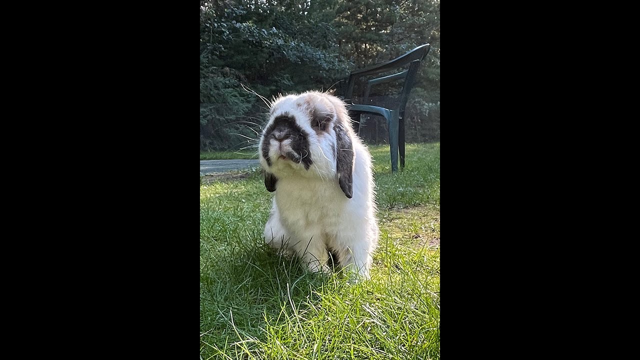 MMM Rabbitude Debut