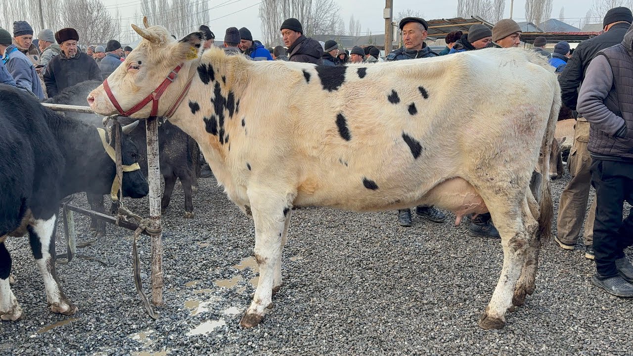 AVVAL CHORVA BOZORI SIGIRLAR VA HUNAJINLAR NARXLARI.7 февраля 2026 г.