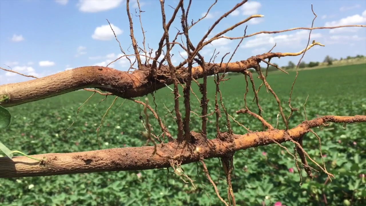Scouting for Nematode Pressure in Cotton Fields