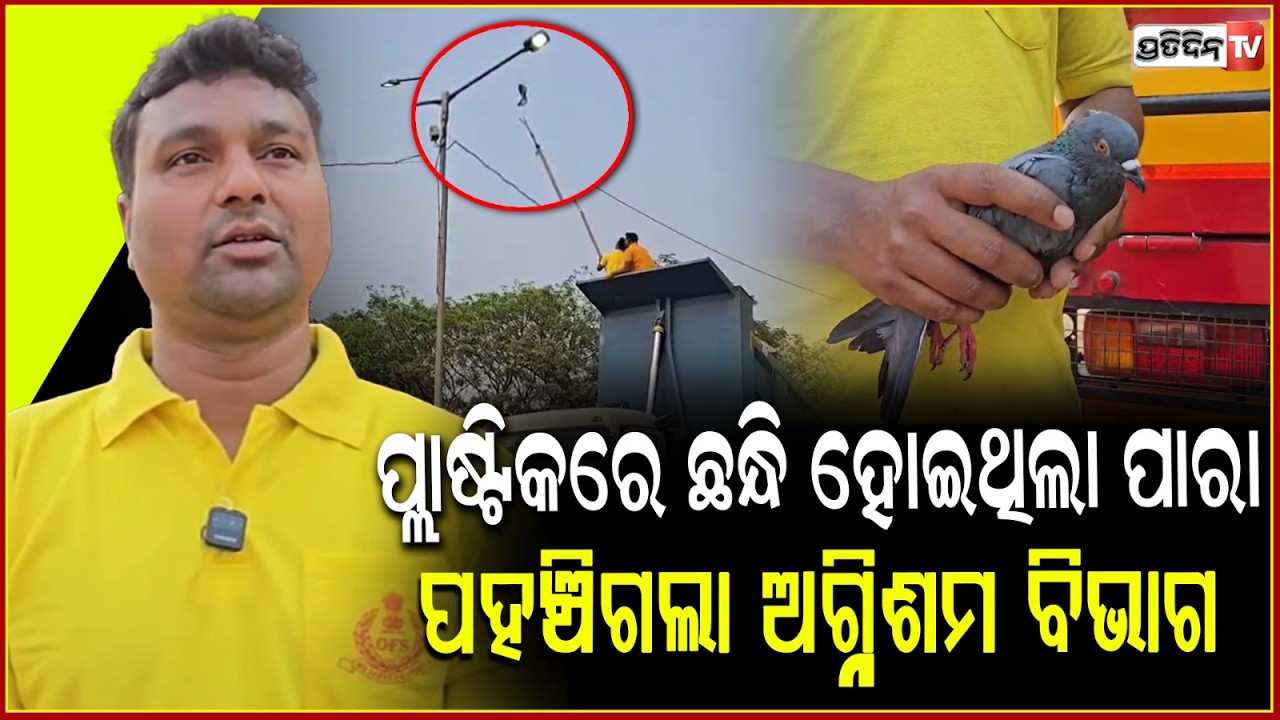 ପ୍ଲାଷ୍ଟିକରେ ଛନ୍ଧି ହୋଇଥିଲା ପାରା,ପହଞ୍ଚିଗଲା ଅଗ୍ନିଶମ ବିଭାଗ,ଆଉ ତା ପରେ.... Bird rescue in Bargarh