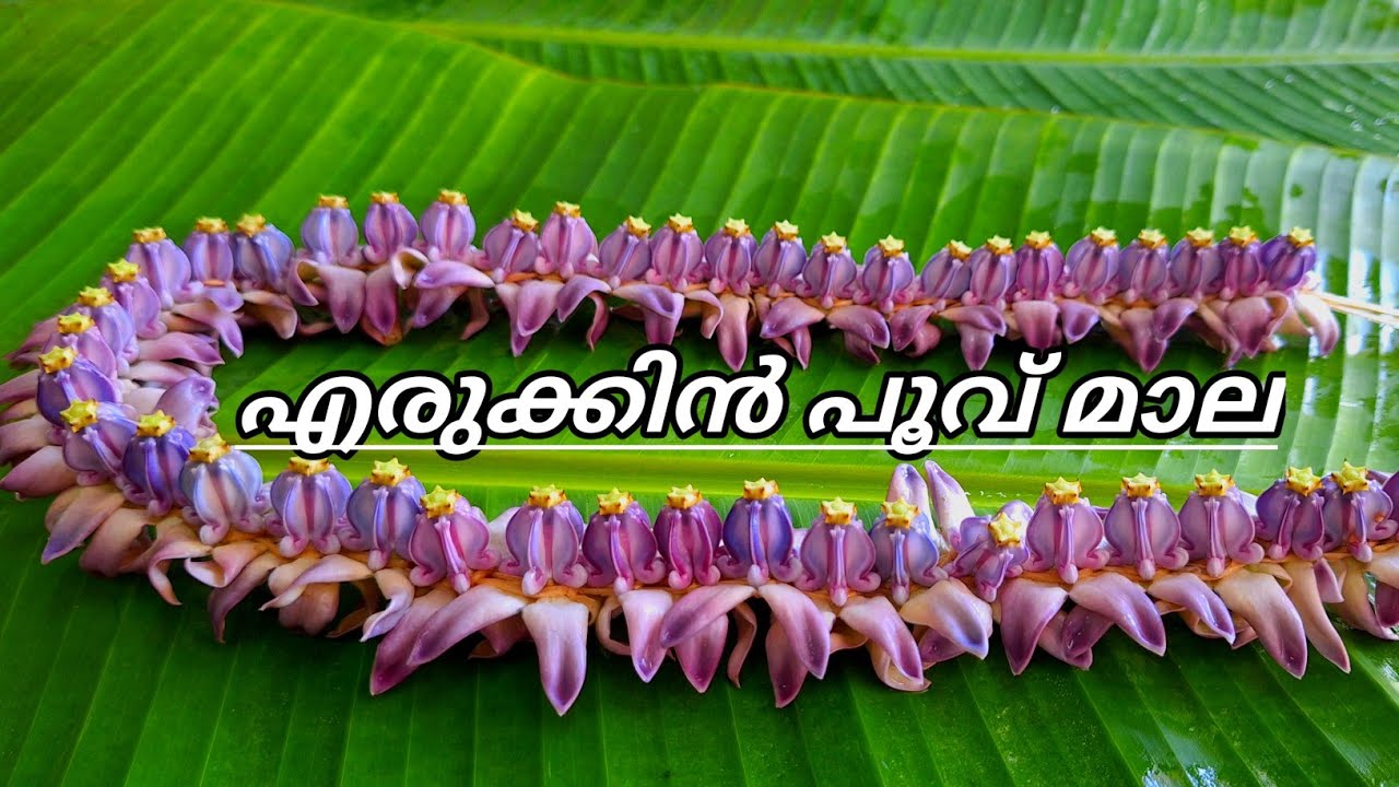 എരുക്കിൻ പൂവ് മാല കെട്ടാൻ പഠിക്കാം #padma #undamala #pirimala #hindu #വനമാല