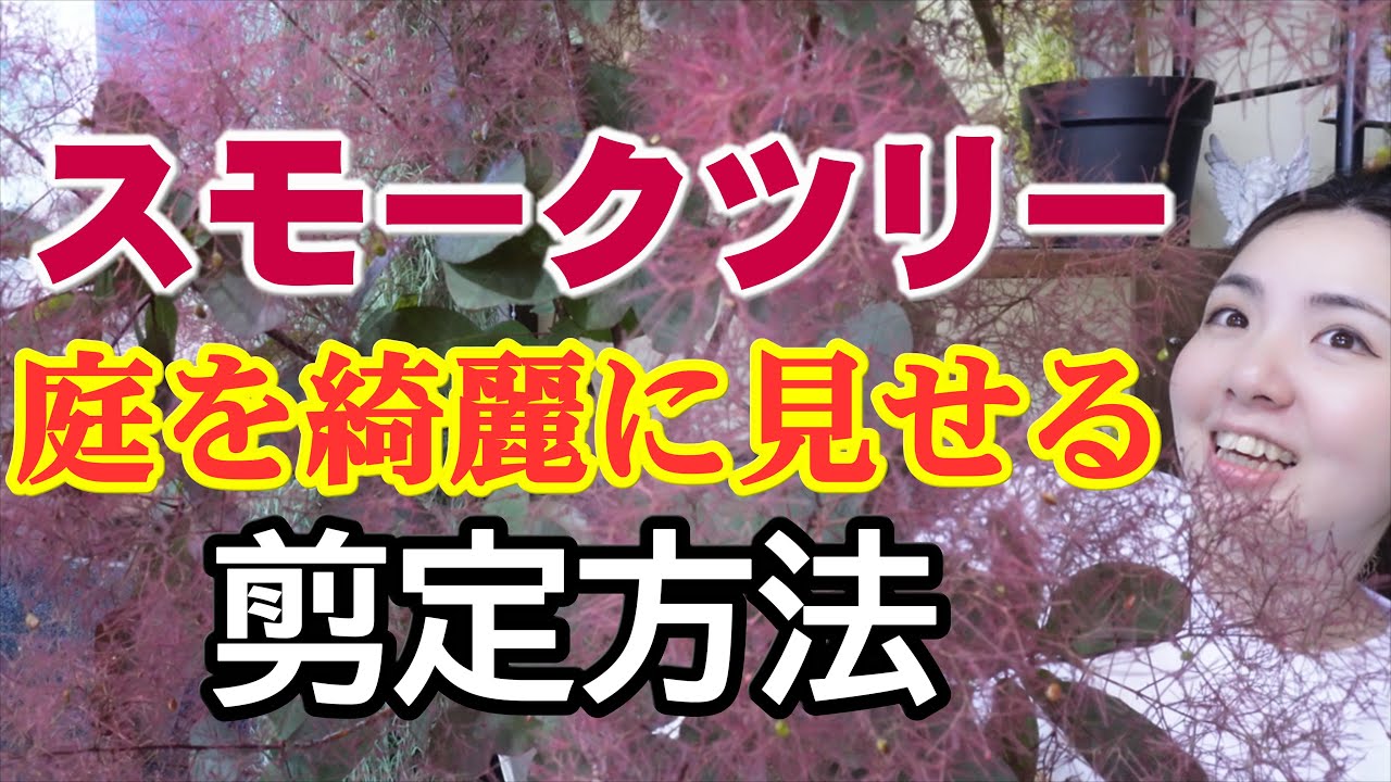 スモークツリーの剪定と植え替え時期｜開花園チャンネル