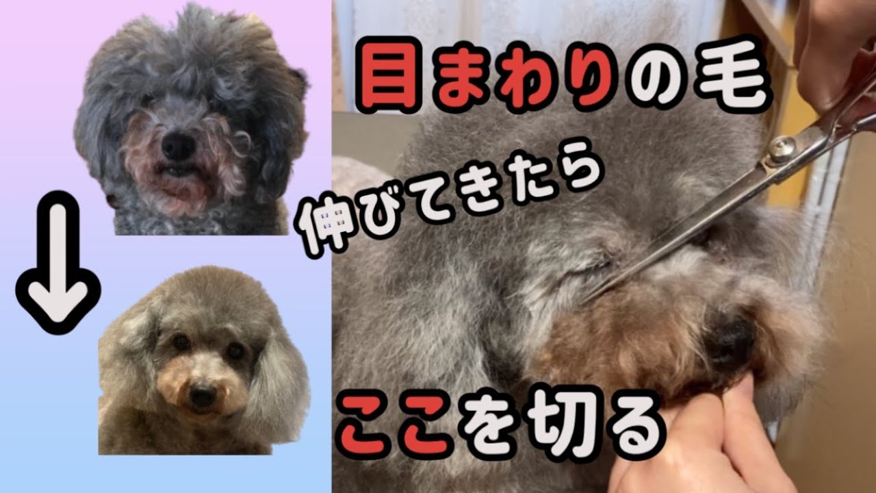 【セルフトリミング】トイプードルの目周りの毛のカット／自宅トリミング／素人でも出来る