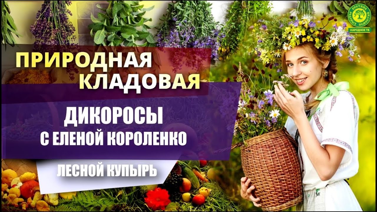 Съедобные дикоросы с Еленой Короленко Лесной купырь