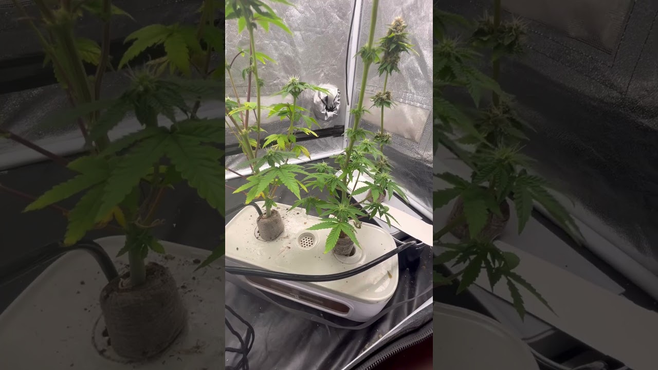 Quick update.  Sunset sherb & blackberry kush auto