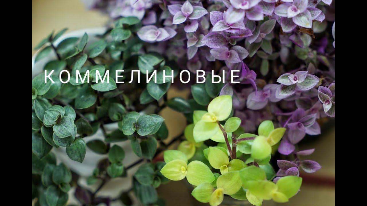Мои традесканции