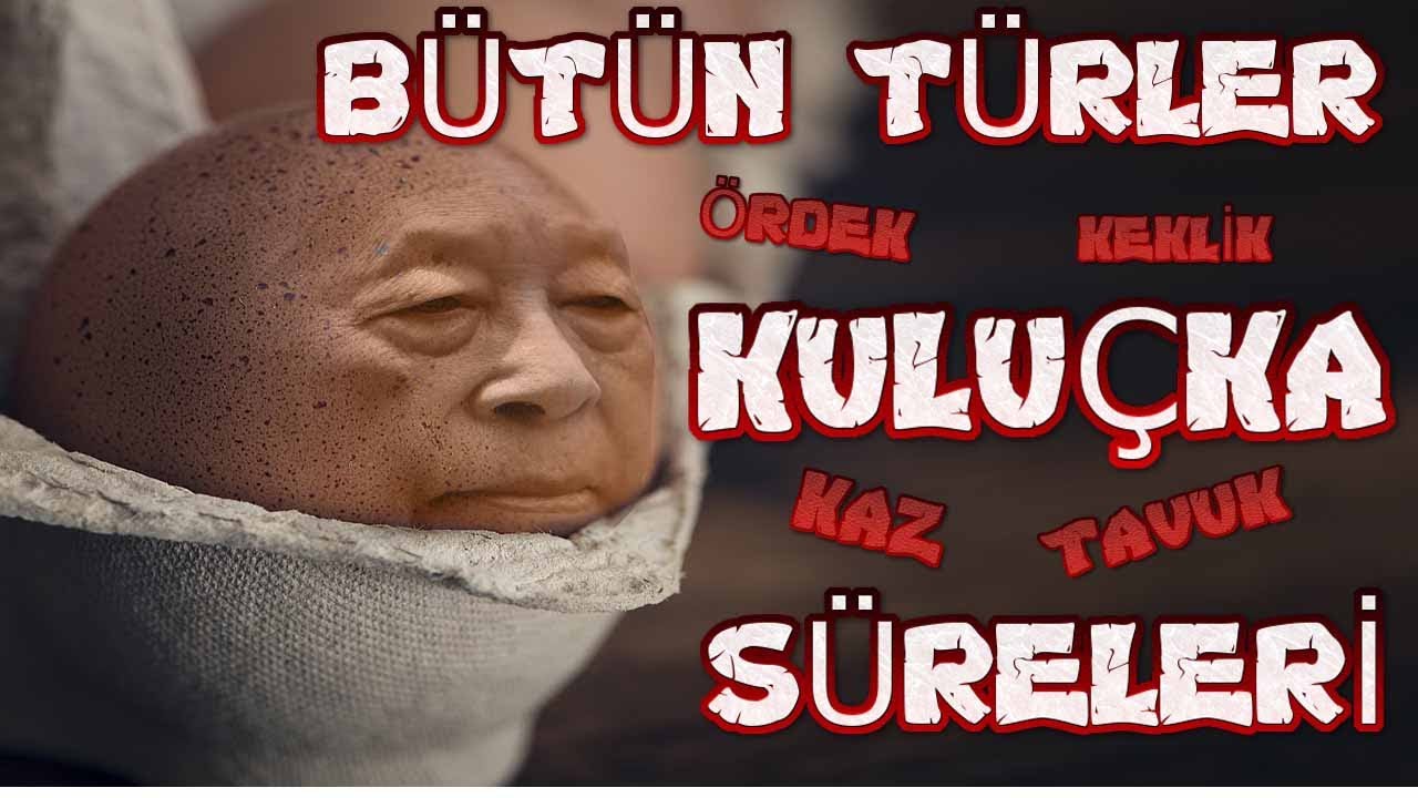 KULUÇKA SÜRESİ KULUÇKA SICAKLIĞI VE NEM KAÇ OLMALI