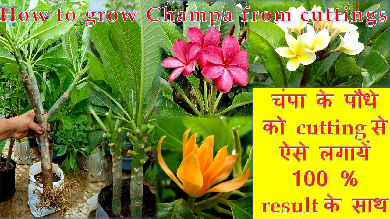 How to grow Champa from cuttings,आसानी से लगाएं चंपा की कटिंग ,grow Plumeria by cuttings, Pruning