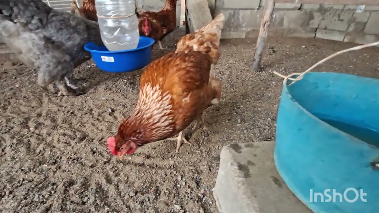 ​¿Qué pasa si cruzas un gallo Brahma con una gallina Isa Brown? El resultado te sorprenderá.