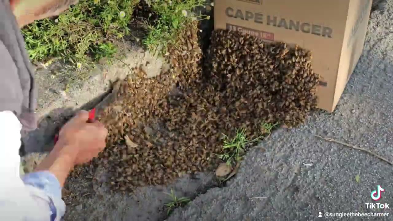 Collecting a swarm of Bees