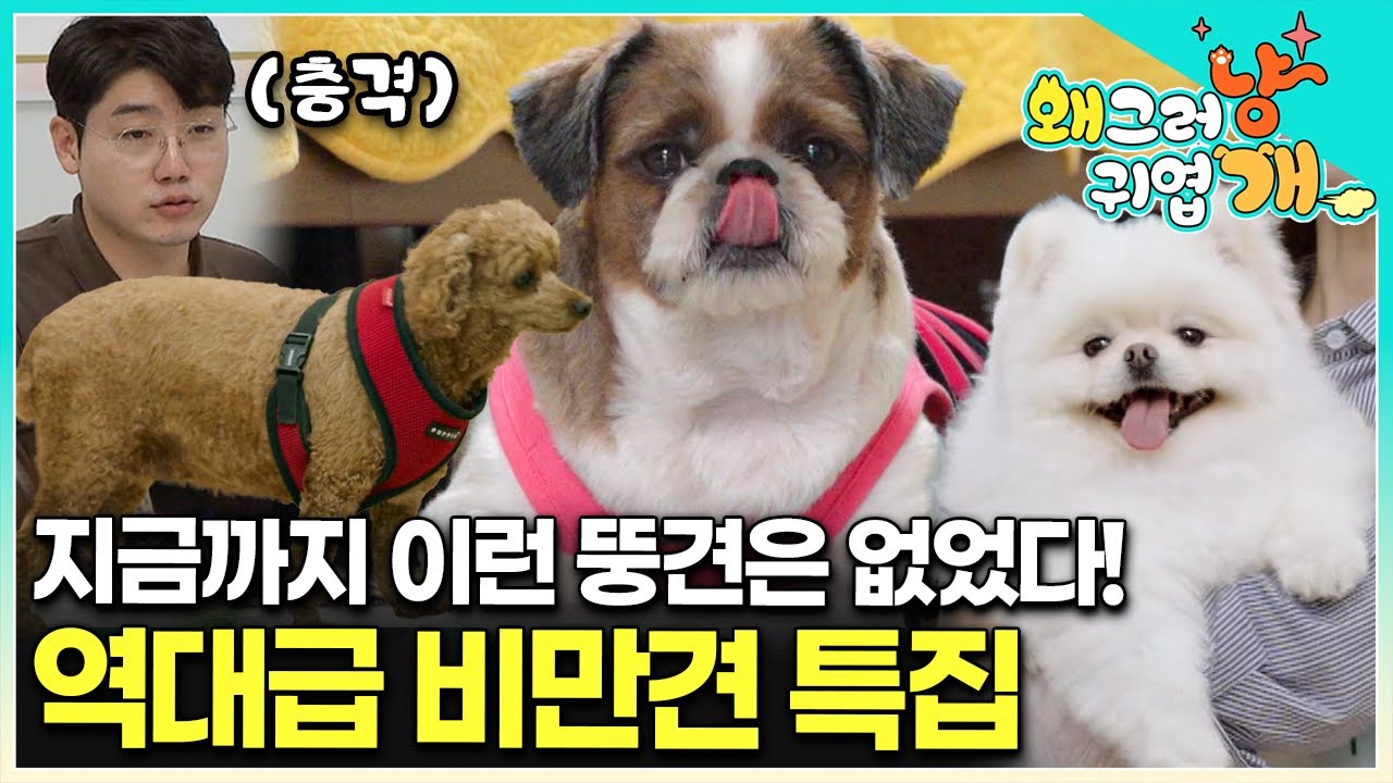&ldquo;정말 심각해요&rdquo; 국내 최고 비만견들이 모였다! 설채현도 처음 보는 크기의 슈퍼 비글부터 미니 차우차우 같은 포메까지! 다이어트 프로젝트 오디션 현장으로! 🏃 │#왜그러냥귀엽개