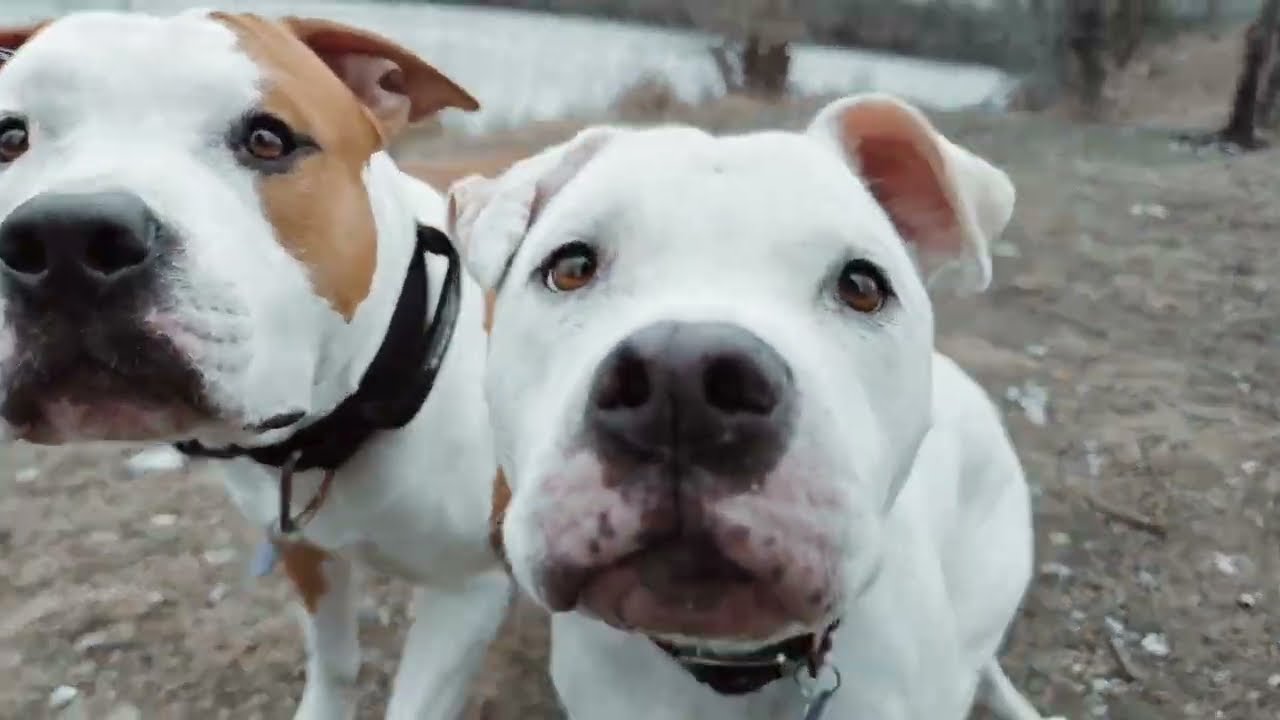 Amstaff and Pittie dog vlog 6