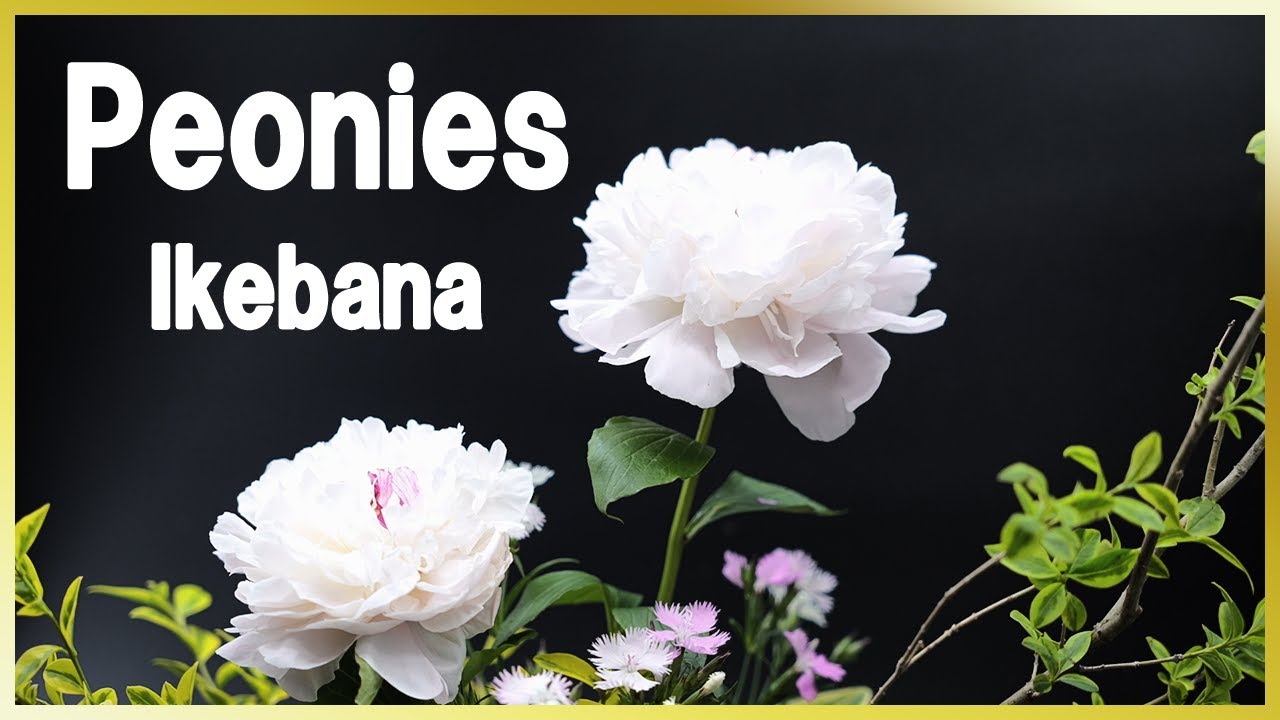 Ikebana for Beginners | Easy Peony Arrangement | Ikebana Lesson