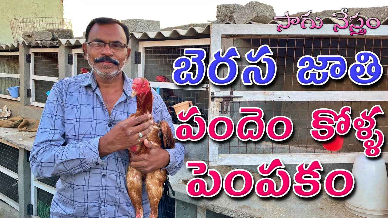 Berasa Pandem Kollu | బెరస జాతి పందెం కోళ్ళ పంపకం | Berasa Kollu | Pandem Kollu | Sagu Nestham