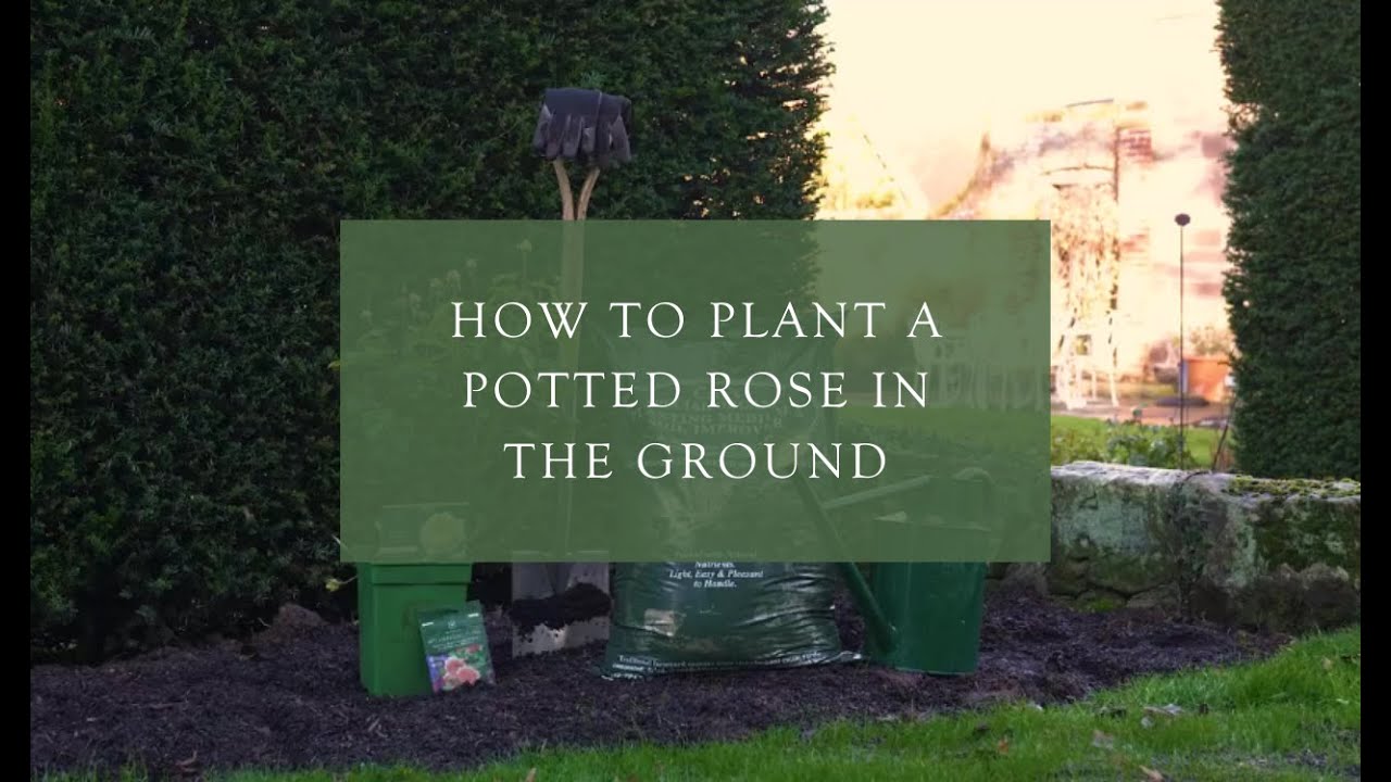 Planting a potted rose in the ground
