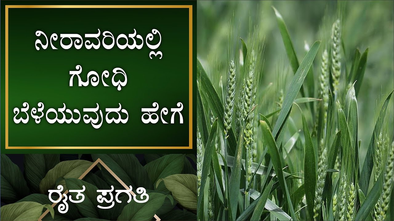 ನೈಸರ್ಗಿಕ ಕೃಷಿ | ನೀರಾವರಿಯಲ್ಲಿ ಗೋಧಿ ಬೆಳೆಯುವುದು ಹೇಗೆ? | EP –24 | Natural Farming | Raitha Pragathi